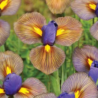 Eye of the Tiger Iris Thumbnail
